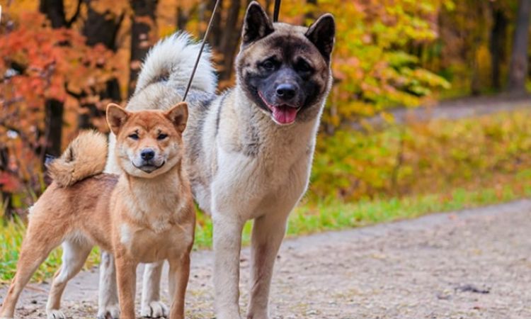 Akita and Shiba difference