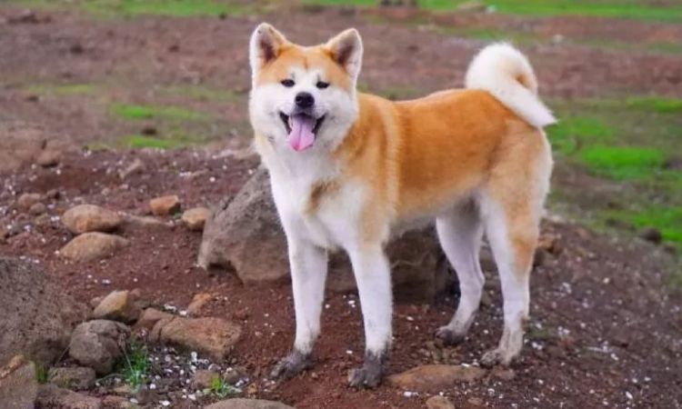 Akita Health Concerns