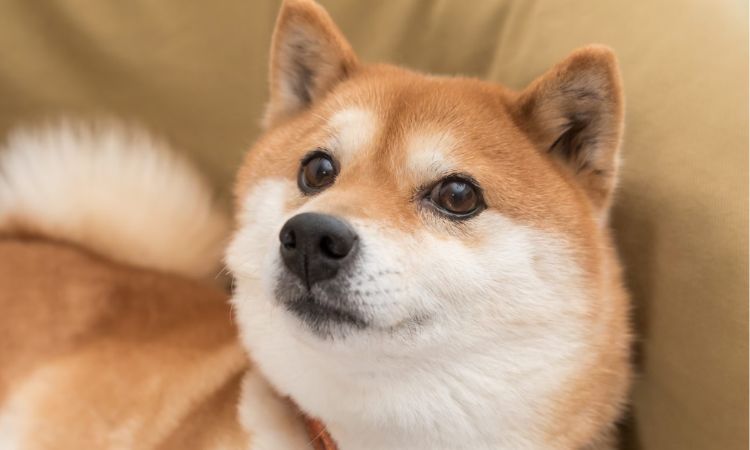 Shiba Inu Health Concerns