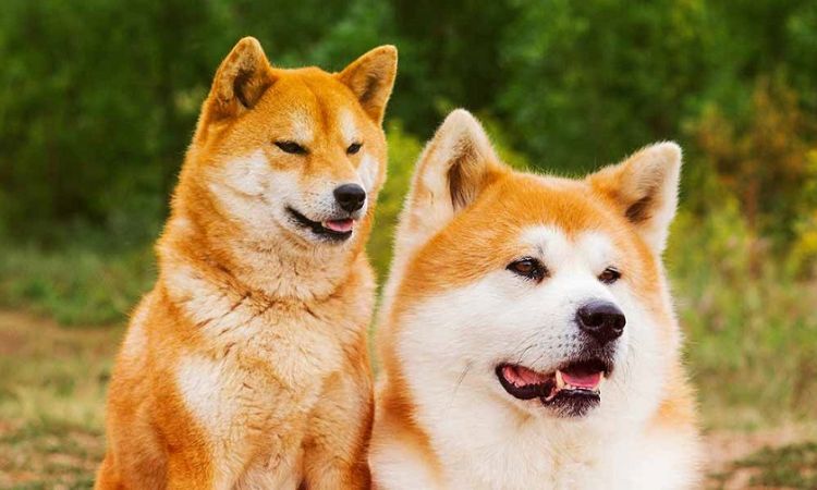 Akita and Shiba difference