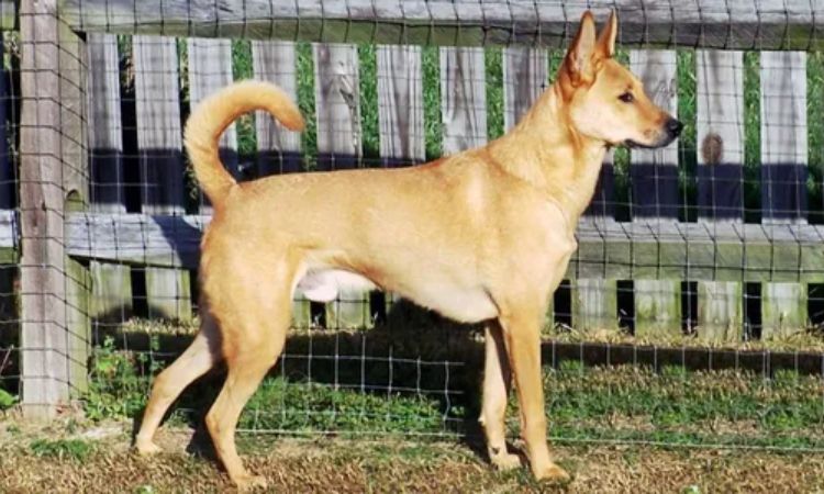 Carolina Dog