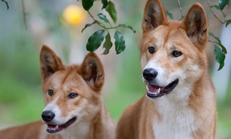 Carolina Dog