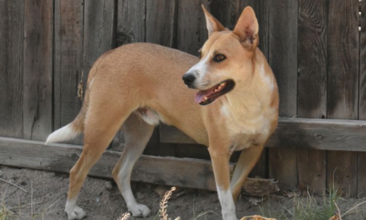 Carolina Dog