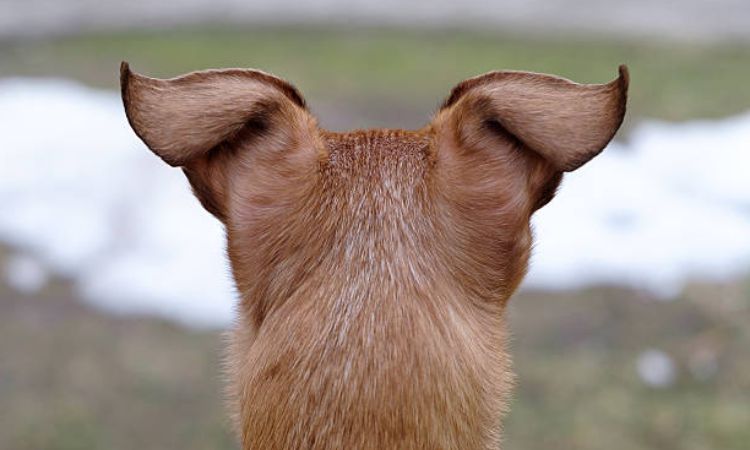 Broken Ear Cartilage in Dogs