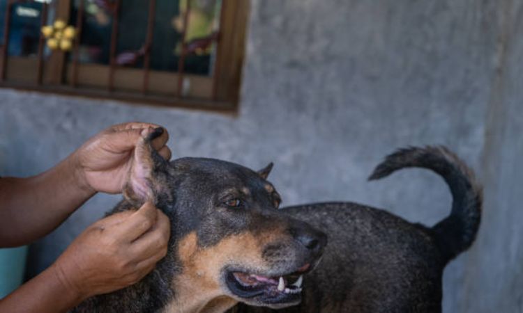 Treatment Options for Broken Ear Cartilage in Dogs