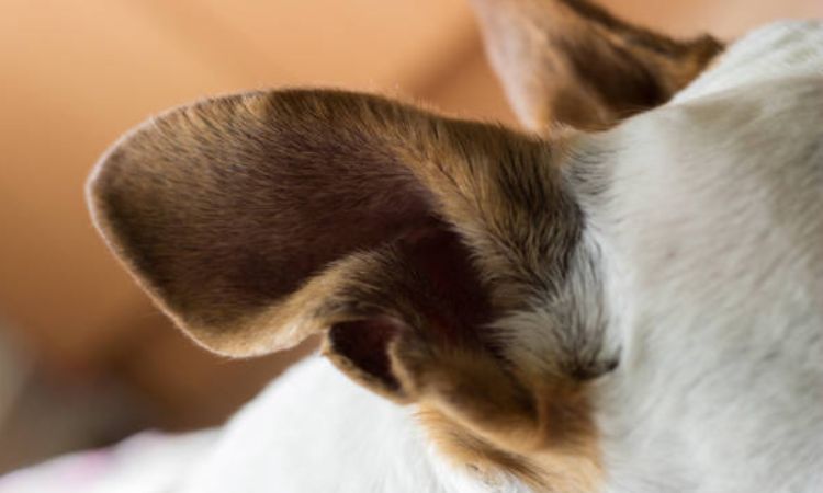 Broken Ear Cartilage in Dogs