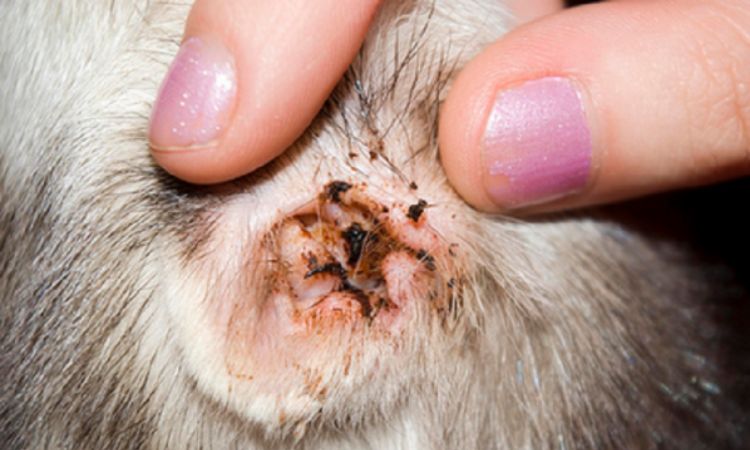 Diagnosis of ear problems in dogs