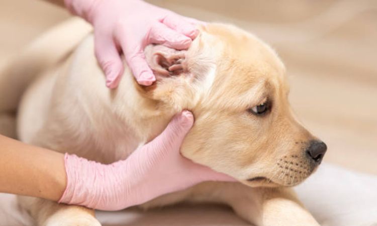 Ear Treatment Options in Dogs