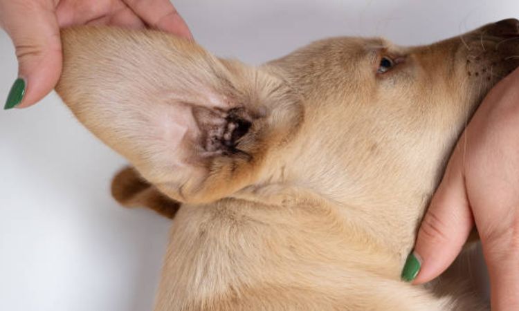 Brown discharge dog ear infection treatment