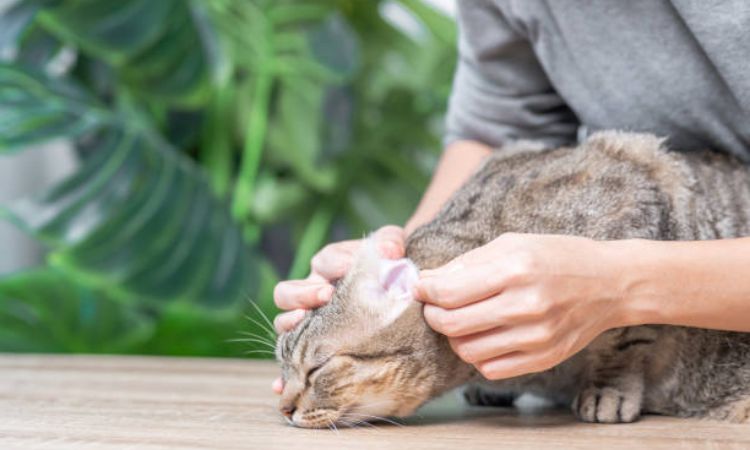 Common Signs and Symptoms of Cat Ear Infections