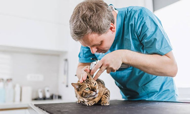 Treatment Options for Cat Ear Infections