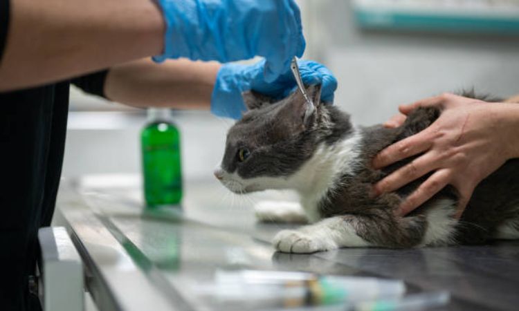 Cat Ear Infections