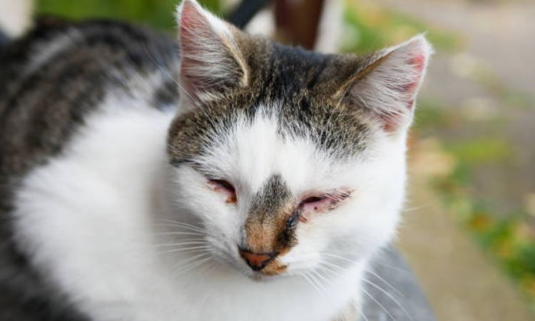Common Causes of Cat Eye Problems