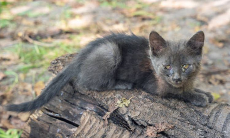 Common Cat Eye Problems and Their Symptoms