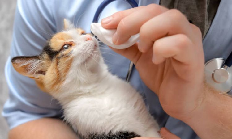 Effective Treatments for Cat Eye Problems