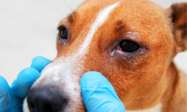 Common Eye Problems in Dogs