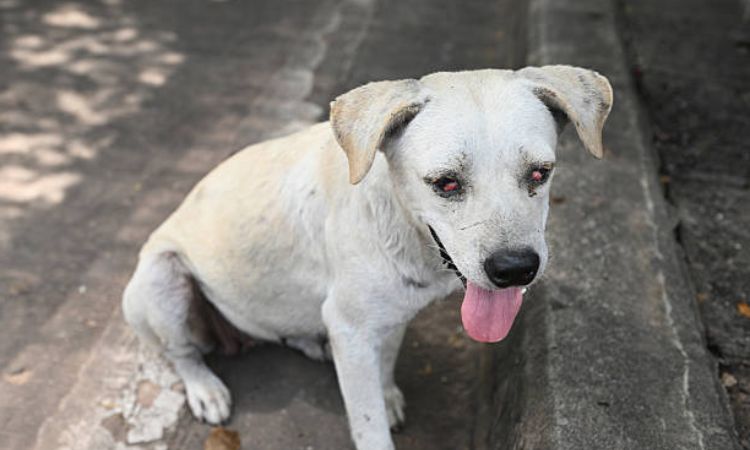 Diagnosing Eye Issues in Dogs
