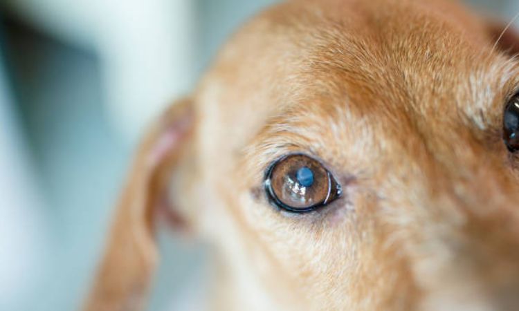 Dog eye problems