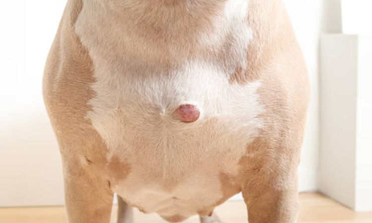 Common Causes of Skin Bumps and Pustules in Dogs