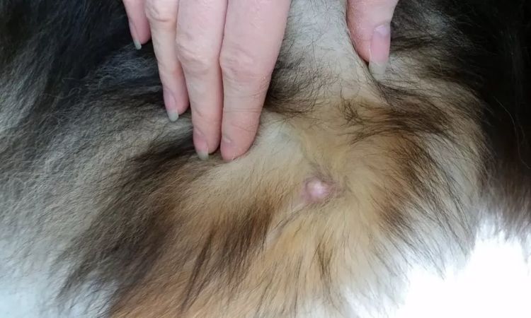 Dog Skin Bumps and Pustules