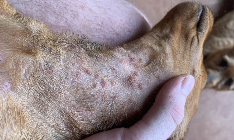 Treatment Options for Dog Pimples