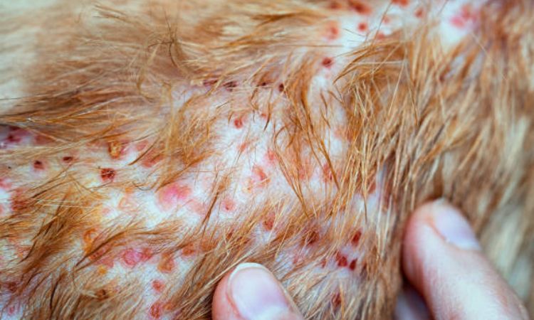 Dog Skin Bumps & Pustules