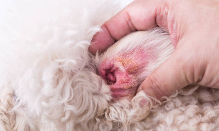 Home Remedies for Dog Ear Infections