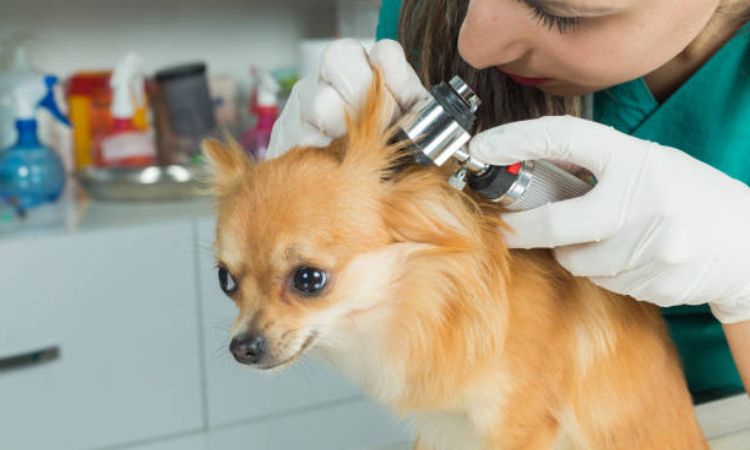 When to See a Veterinarian