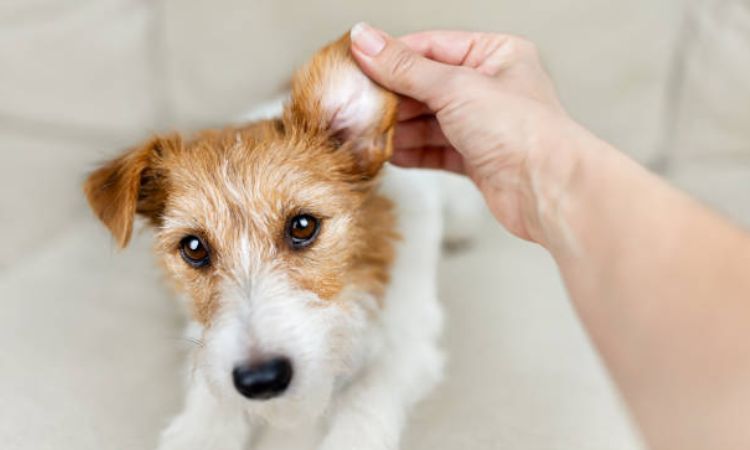 Effective Dog Ear infection treatment