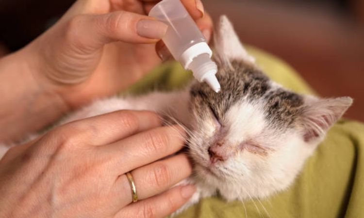 Topical Antibiotic Ointments