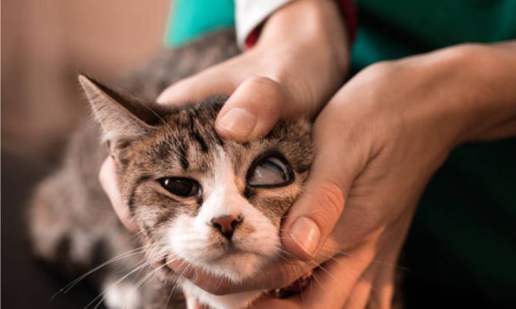 How to Apply Eye Medicine Safely