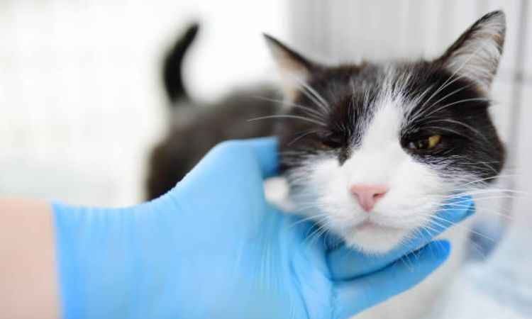 What's the Best Eye Medicine for Your Cat's Sore Eyes?