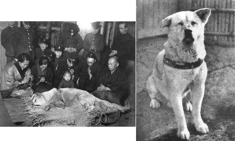 The Relationship Between Hachiko and Professor Ueno