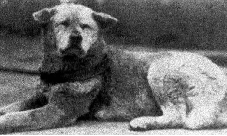 Hachiko’s Growing Fame and Symbolism