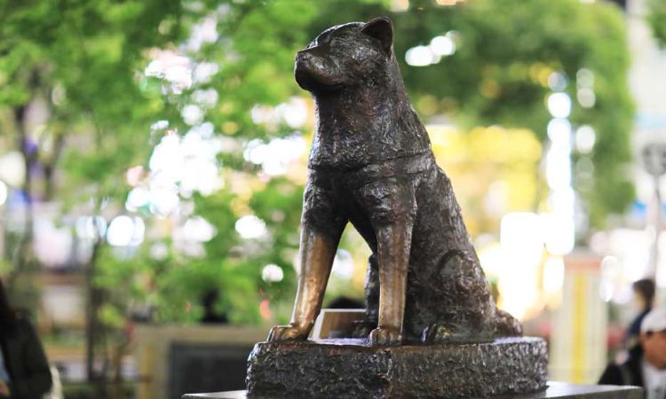 Cultural Impact and Lessons from Hachiko