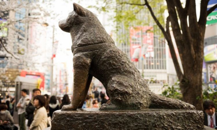 Hachiko