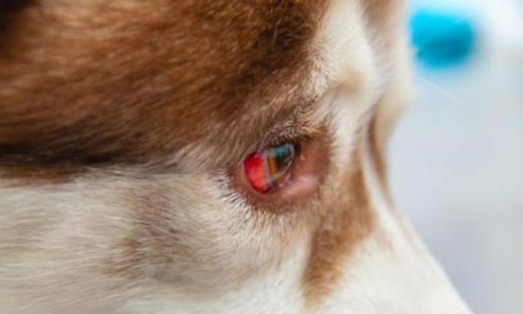 Common Causes of Red Eye in Dogs