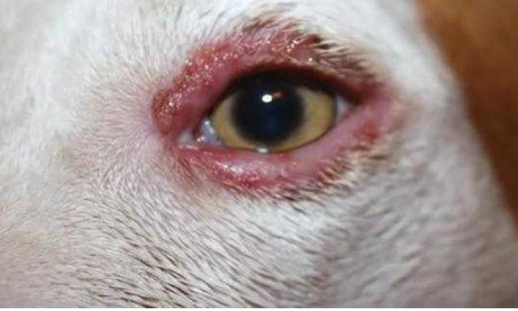 Symptoms Associated with Red Eye in Dogs