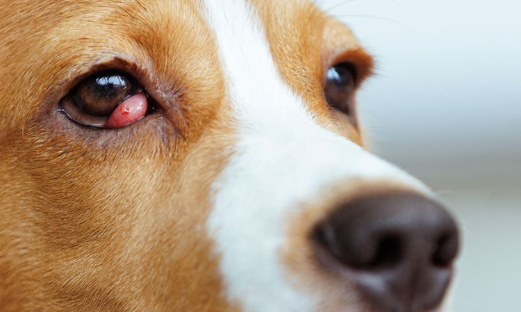 Preventing Red Eye Issues