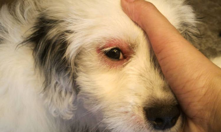Is your Dog's red eye a concern