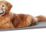 Basics Cooling Elevated Dog Bed with Metal Frame