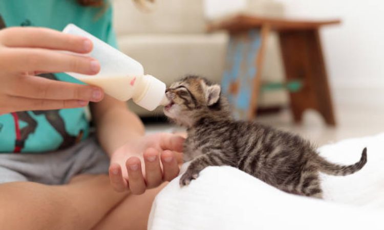 Feeding the Kitten