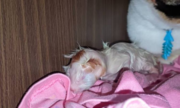 How to take care of a newborn kitten without a mother