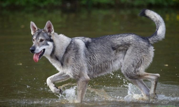 northern inuit dog