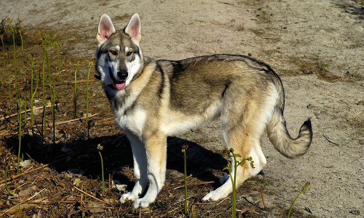 northern inuit dog