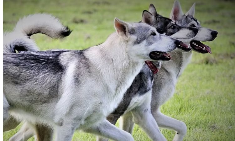 northern inuit dog