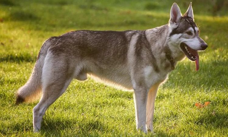 Northern Inuit Dog