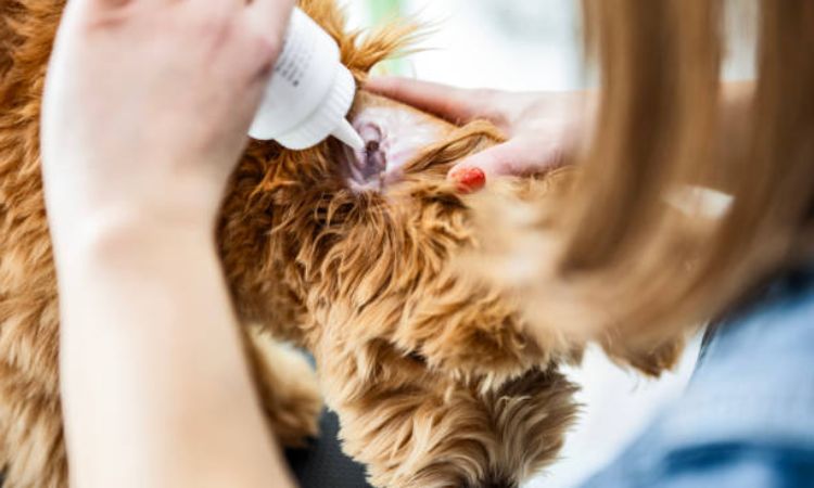 Causes and Risk Factors Specific to Poodles