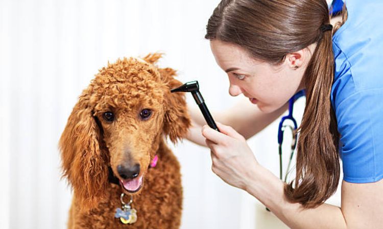 Ear Treatment Options for Poodles