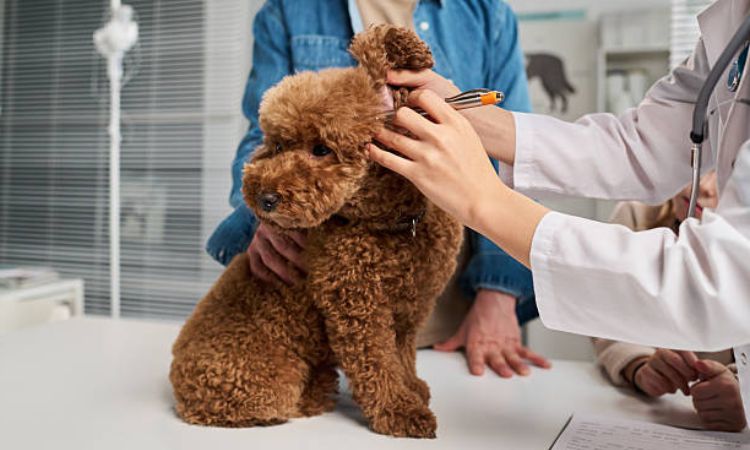 Poodle Ear Infections